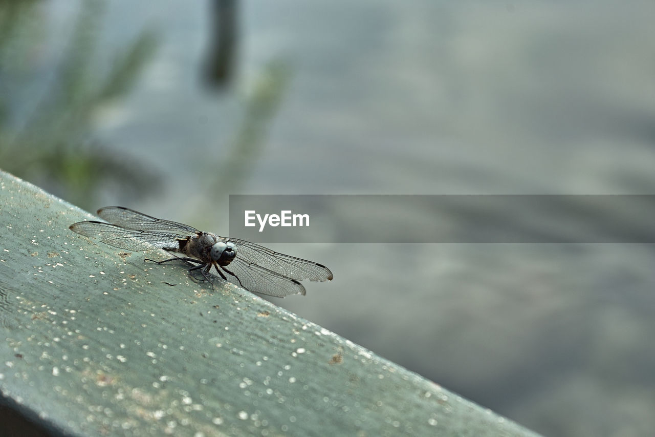 HIGH ANGLE VIEW OF FLY ON LEAF