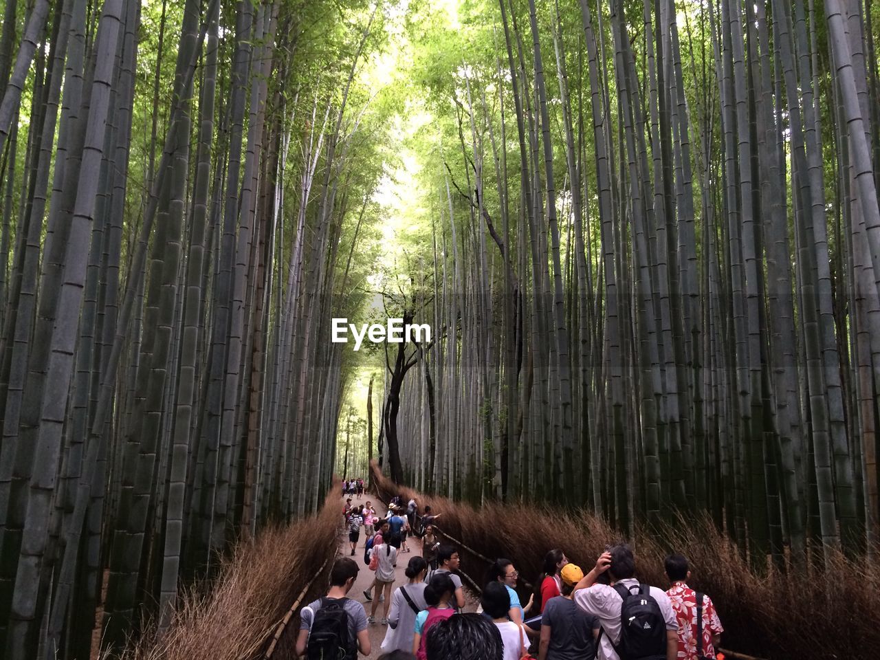 People walking on pathway amidst bamboo trees