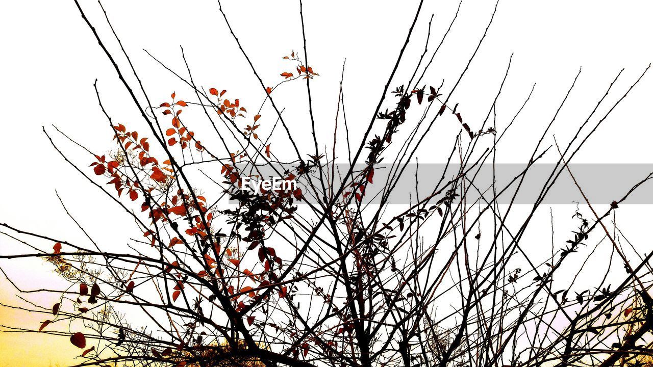 LOW ANGLE VIEW OF TREES AGAINST SKY