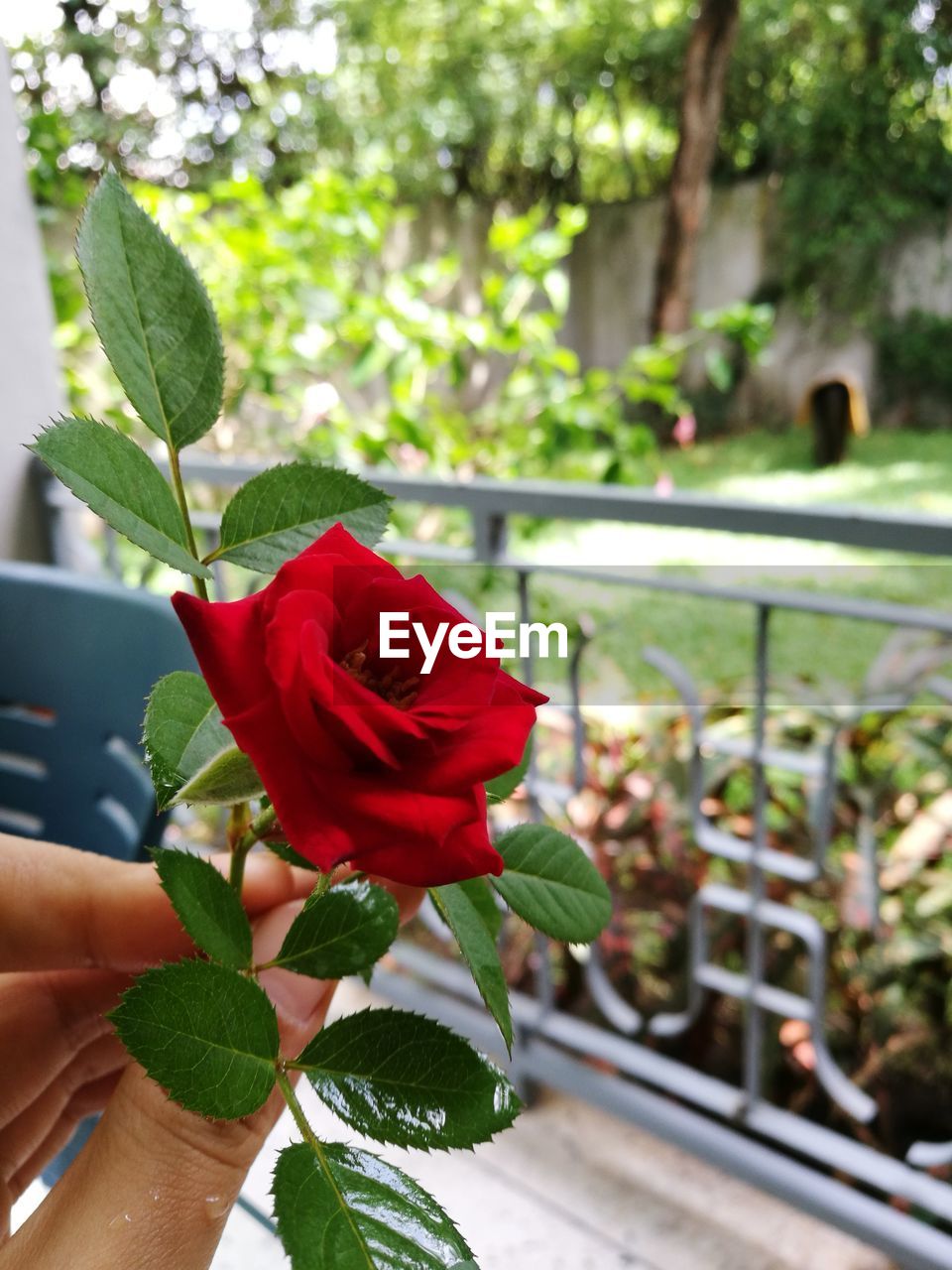 Cropped hand holding red rose in balcony