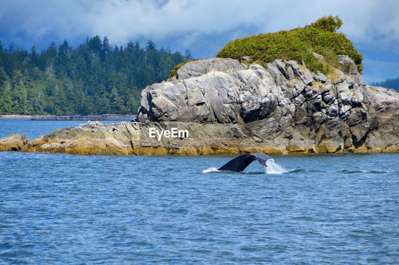 View of a whale in the sea