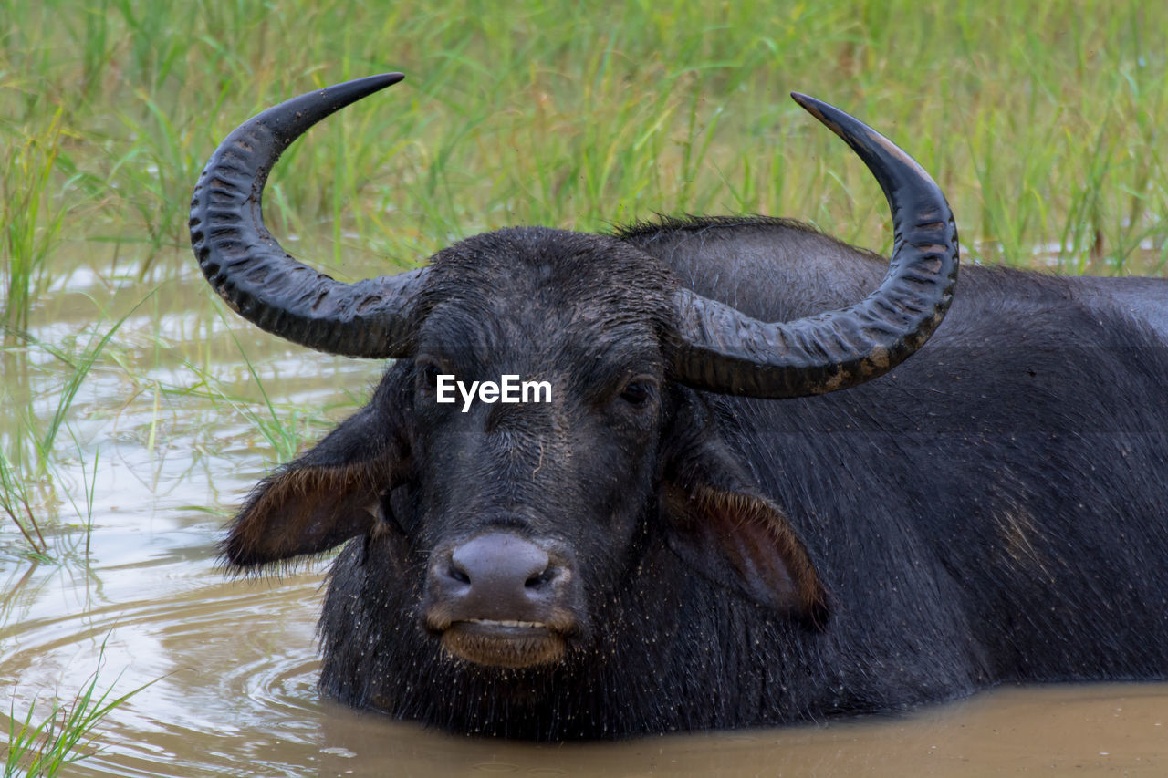 Portrait of water buffalo in lake