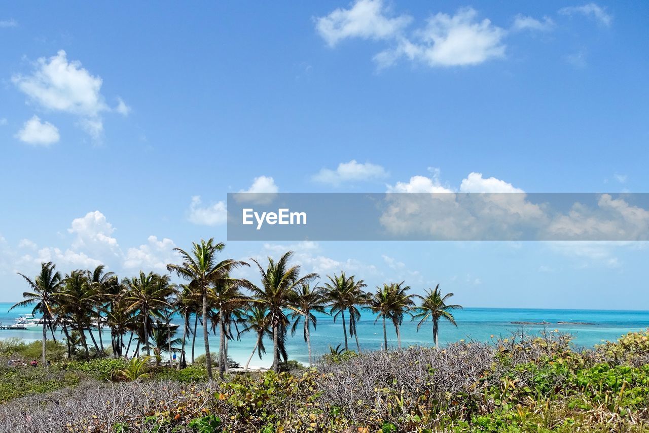 Palm trees on beach against blue sky