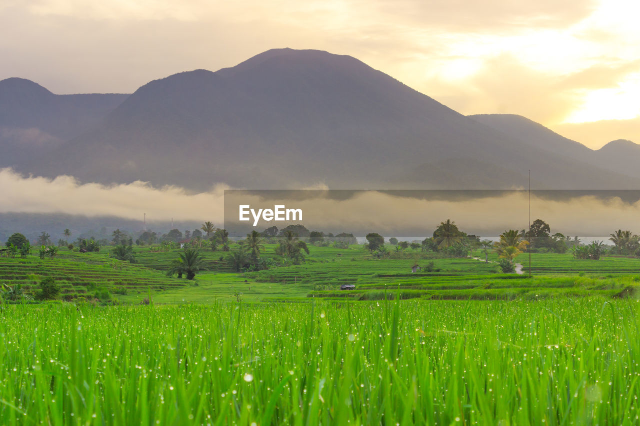 Beautiful green rice fields with morning dew with beautiful mountain ranges in bengkulu