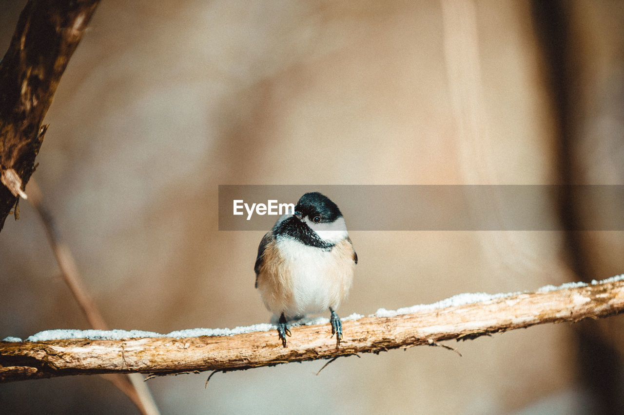 Close-up of bird perching on branch