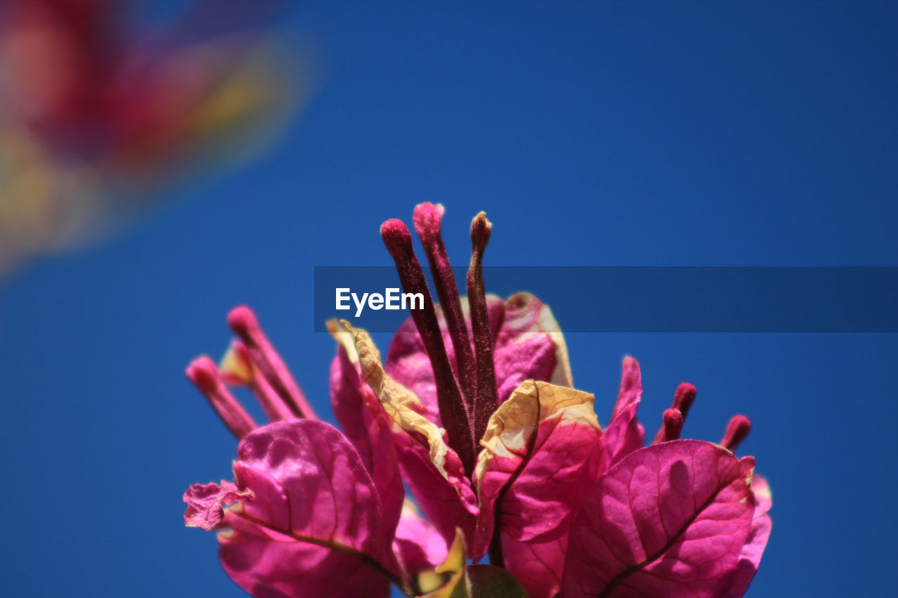 CLOSE-UP OF PINK ROSE FLOWER AGAINST BLUE SKY