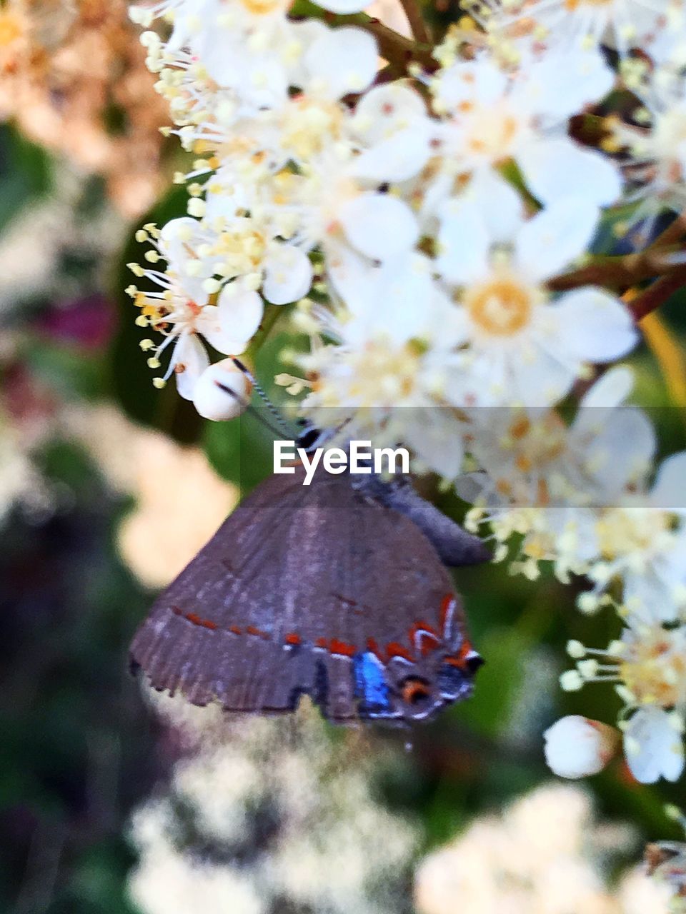 CLOSE-UP OF BUTTERFLY ON PLANTS