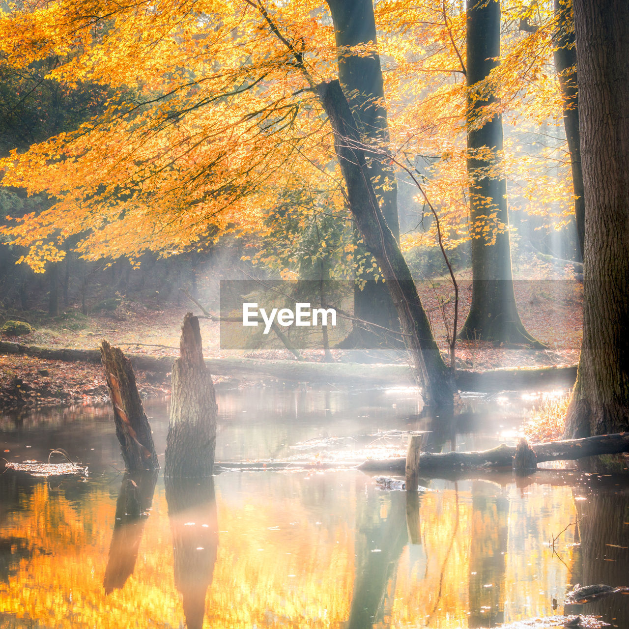 TREES IN LAKE DURING AUTUMN