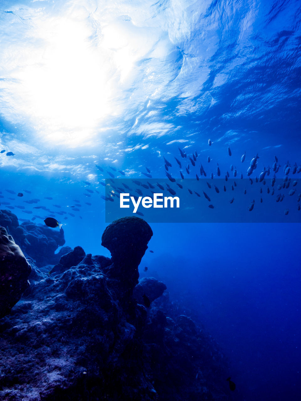 Low angle view of fish swimming in sea