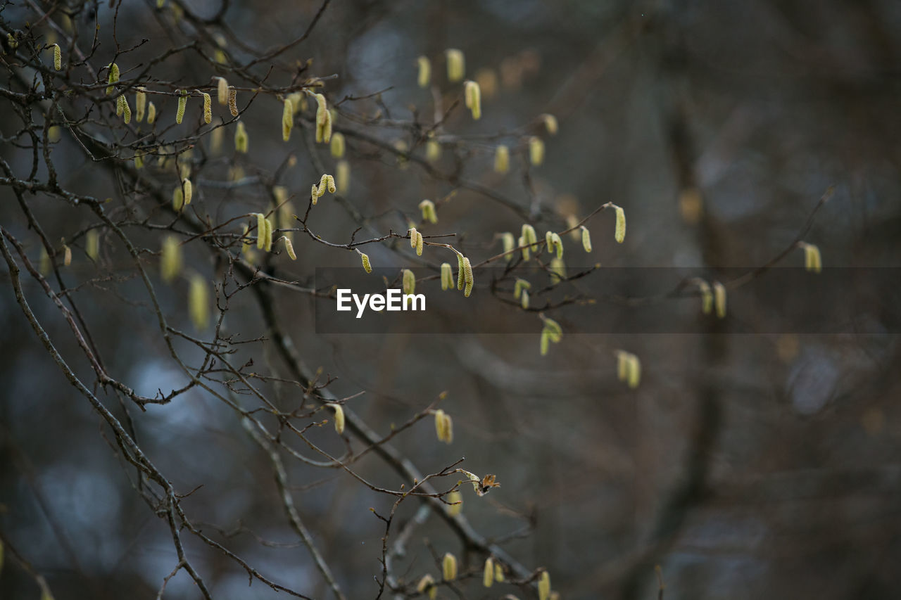 Buds on tree branches