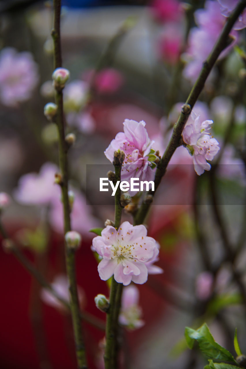 CLOSE-UP OF FRESH PINK CHERRY BLOSSOM