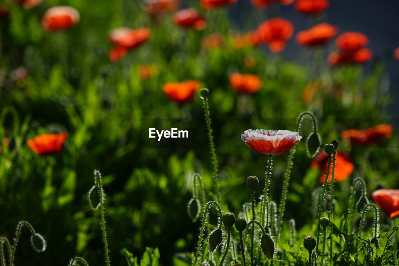 Close-up of red poppy flowers on field