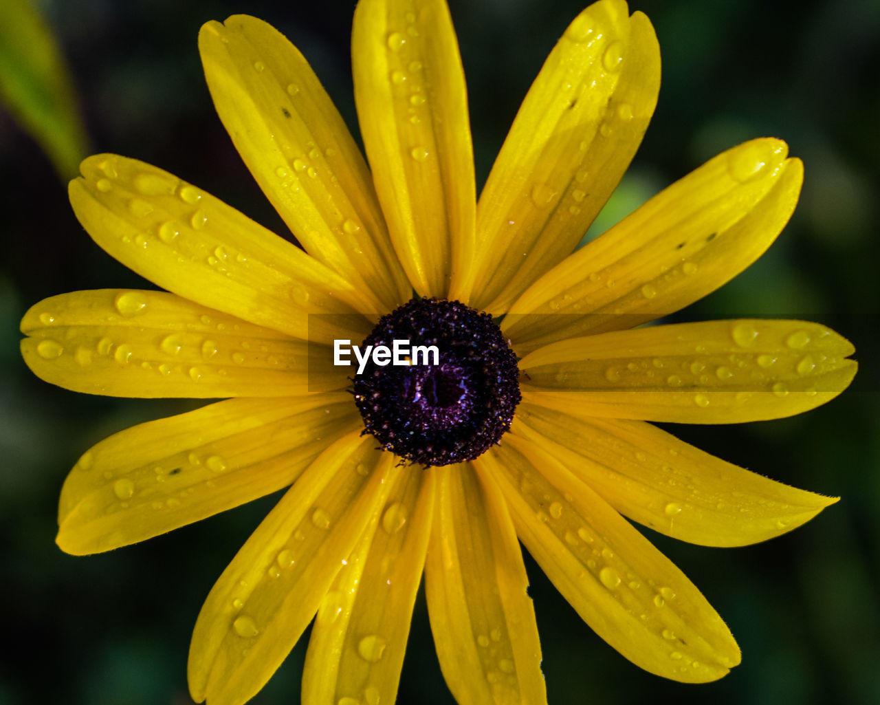 CLOSE-UP OF WET YELLOW FLOWER IN BLOOM