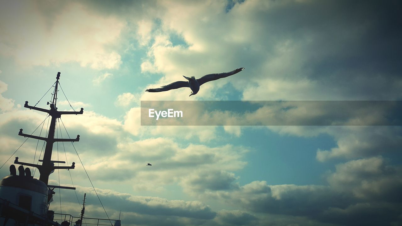 Low angle view of bird flying against sky