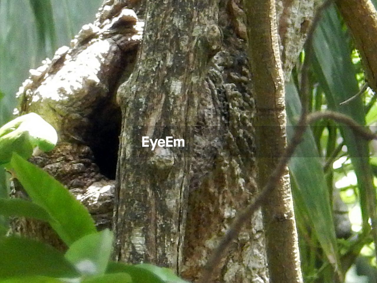 CLOSE-UP OF TREE BARK