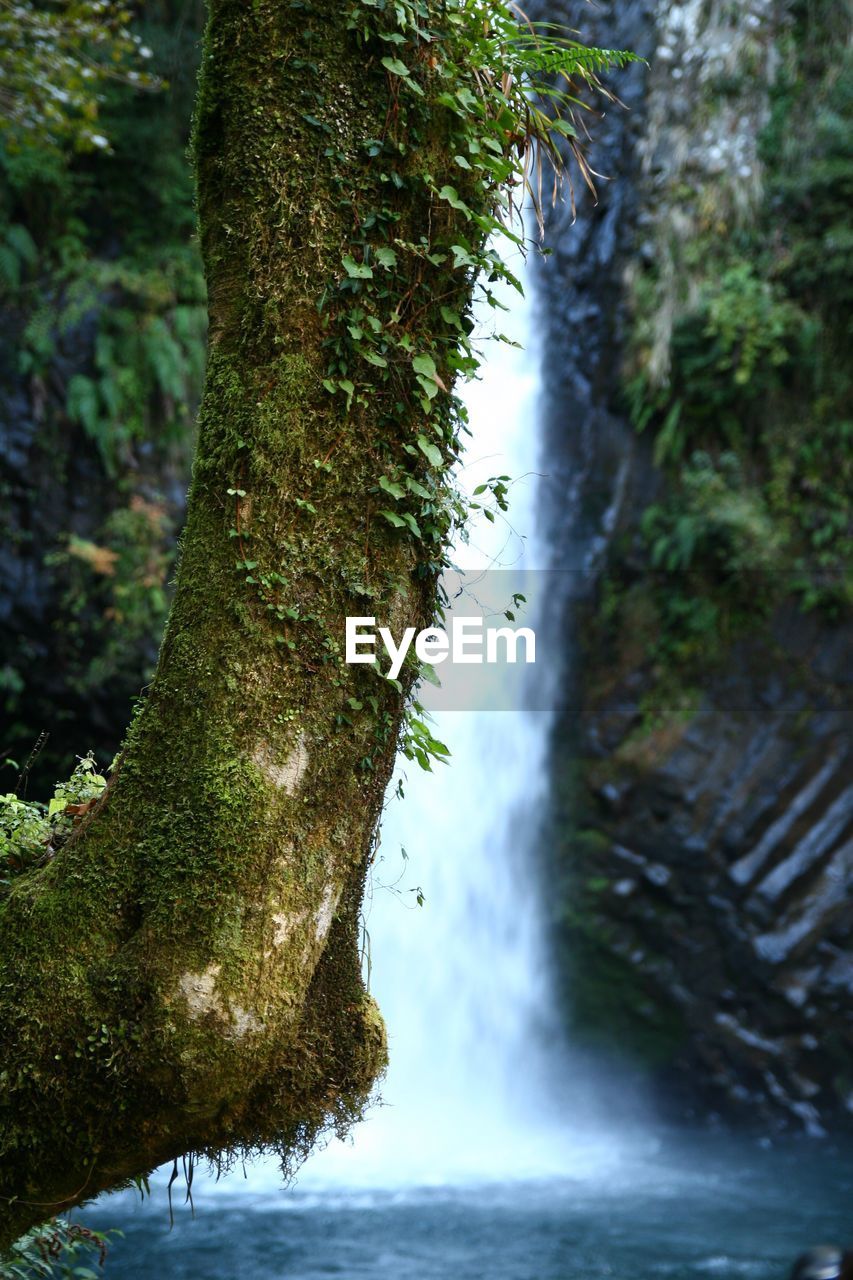 SCENIC VIEW OF RIVER IN FOREST