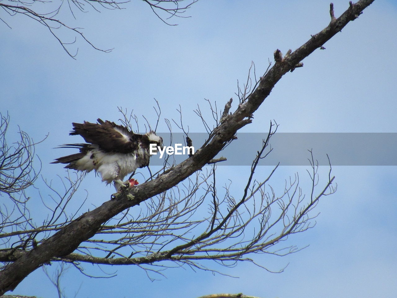 LOW ANGLE VIEW OF EAGLE PERCHING ON BARE TREE