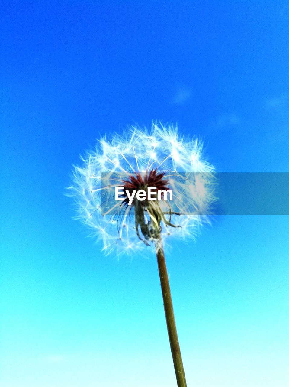 CLOSE-UP OF DANDELION AGAINST BLUE SKY