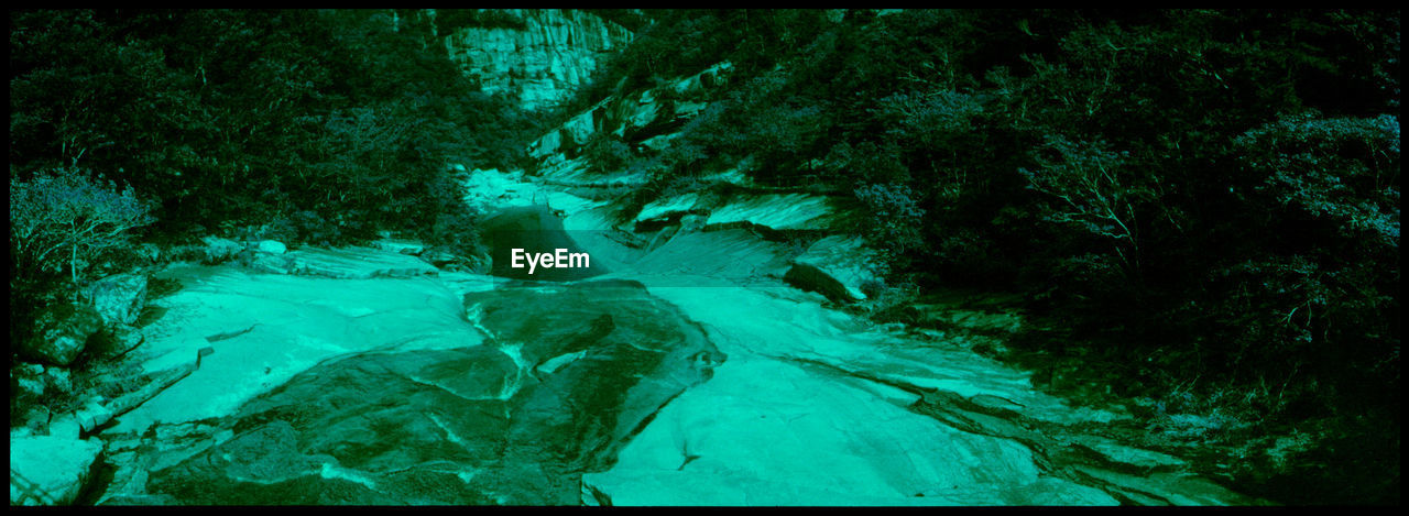 VIEW OF TREES IN WATER