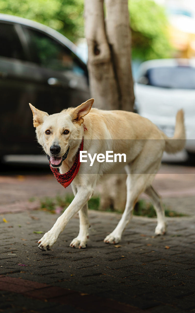 high angle view of dog on field