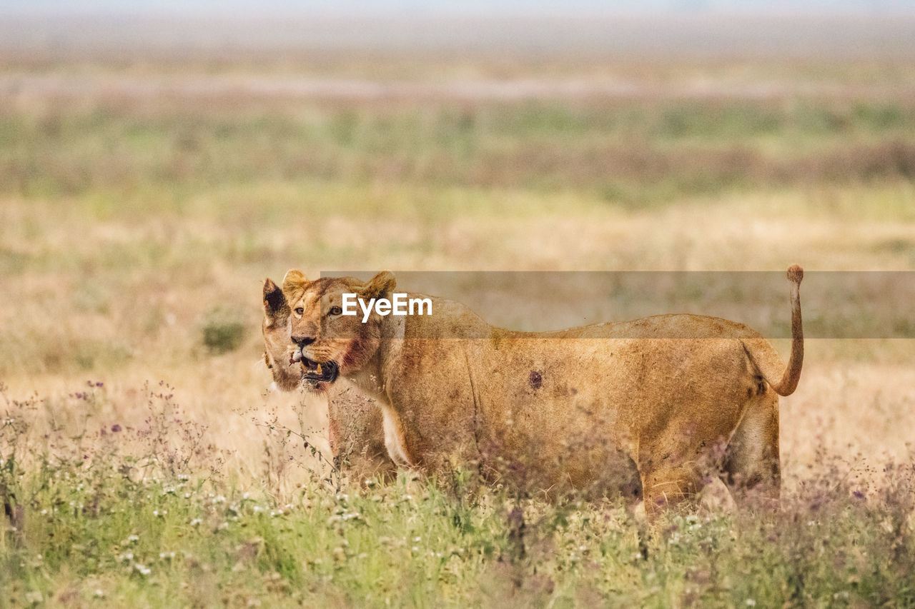Two lioness standing on field