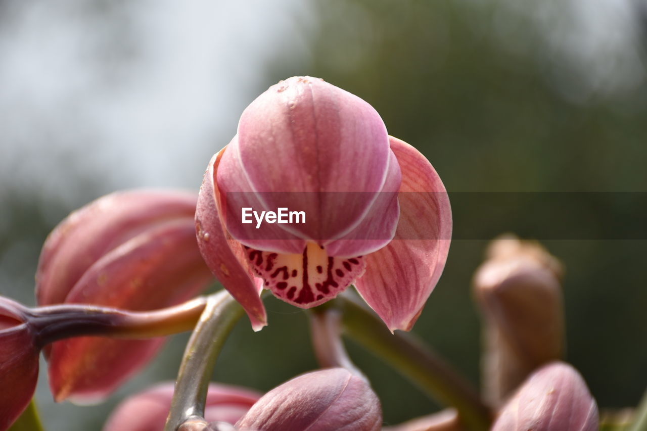 plant, flower, flowering plant, freshness, beauty in nature, blossom, close-up, growth, nature, macro photography, fragility, pink, petal, focus on foreground, flower head, bud, inflorescence, no people, outdoors, springtime, day, leaf, selective focus, orchid, botany