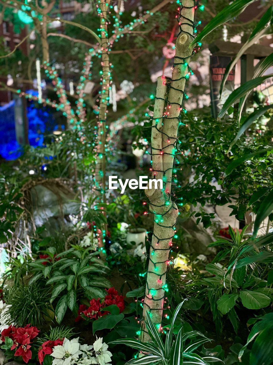 plant, tree, growth, nature, flower, green, decoration, no people, garden, leaf, plant part, branch, celebration, day, christmas, christmas tree, outdoors, beauty in nature, hanging, tradition, holiday, flowering plant, christmas decoration, close-up