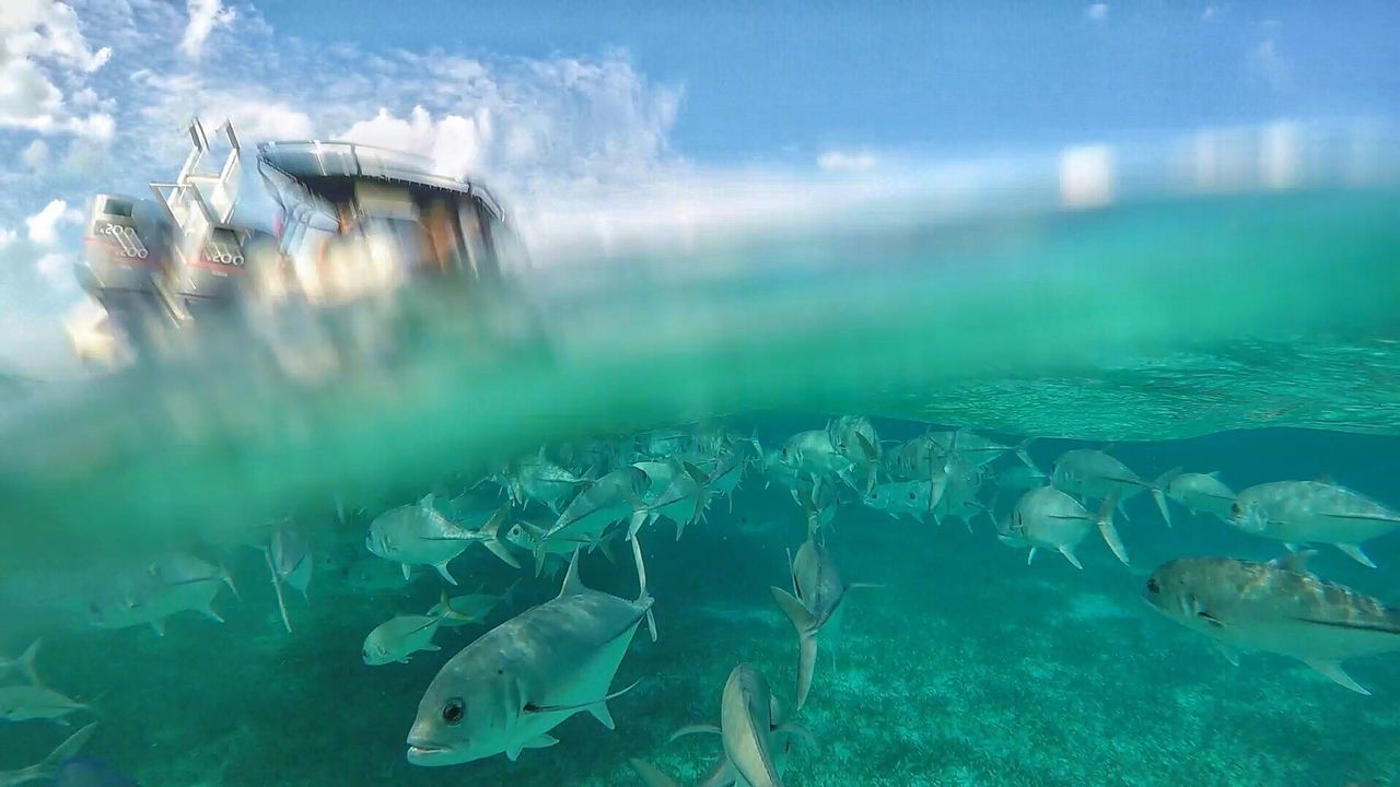 Fish underwater