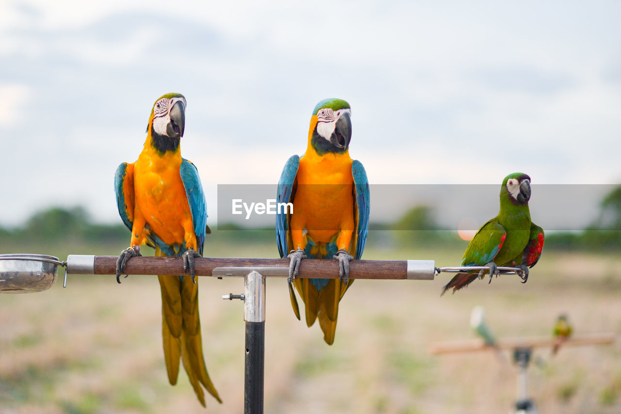 Birds perching on a parrot