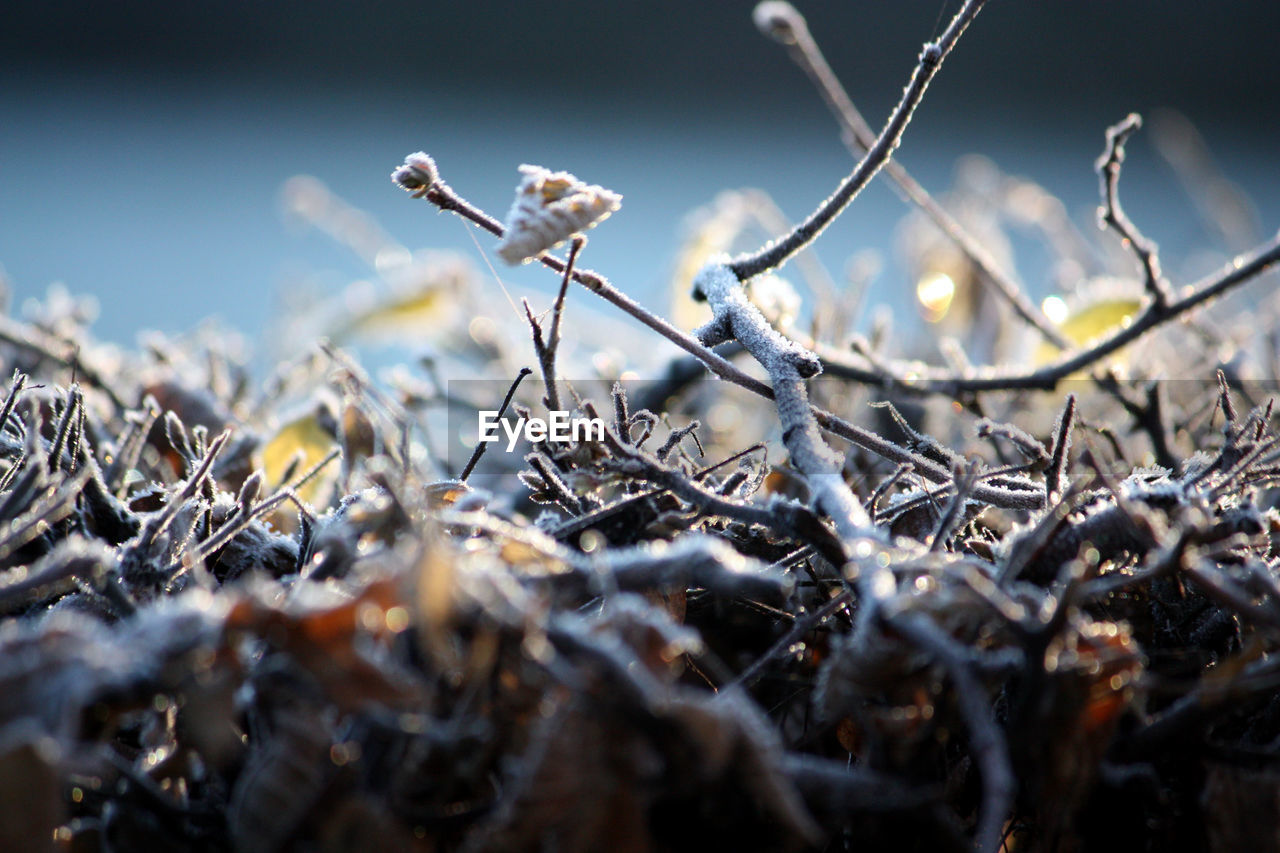 Close-up of frozen twigs during winter