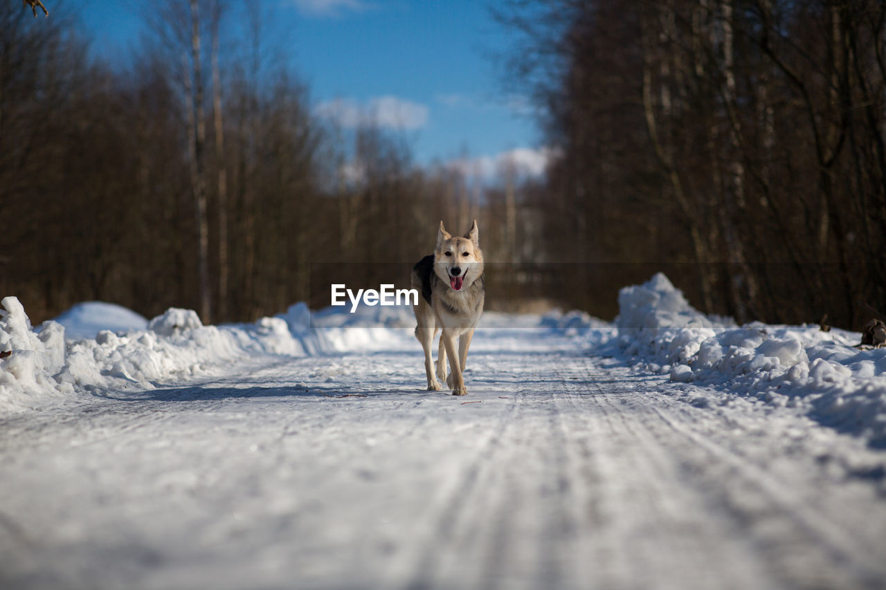 DOG IN WINTER