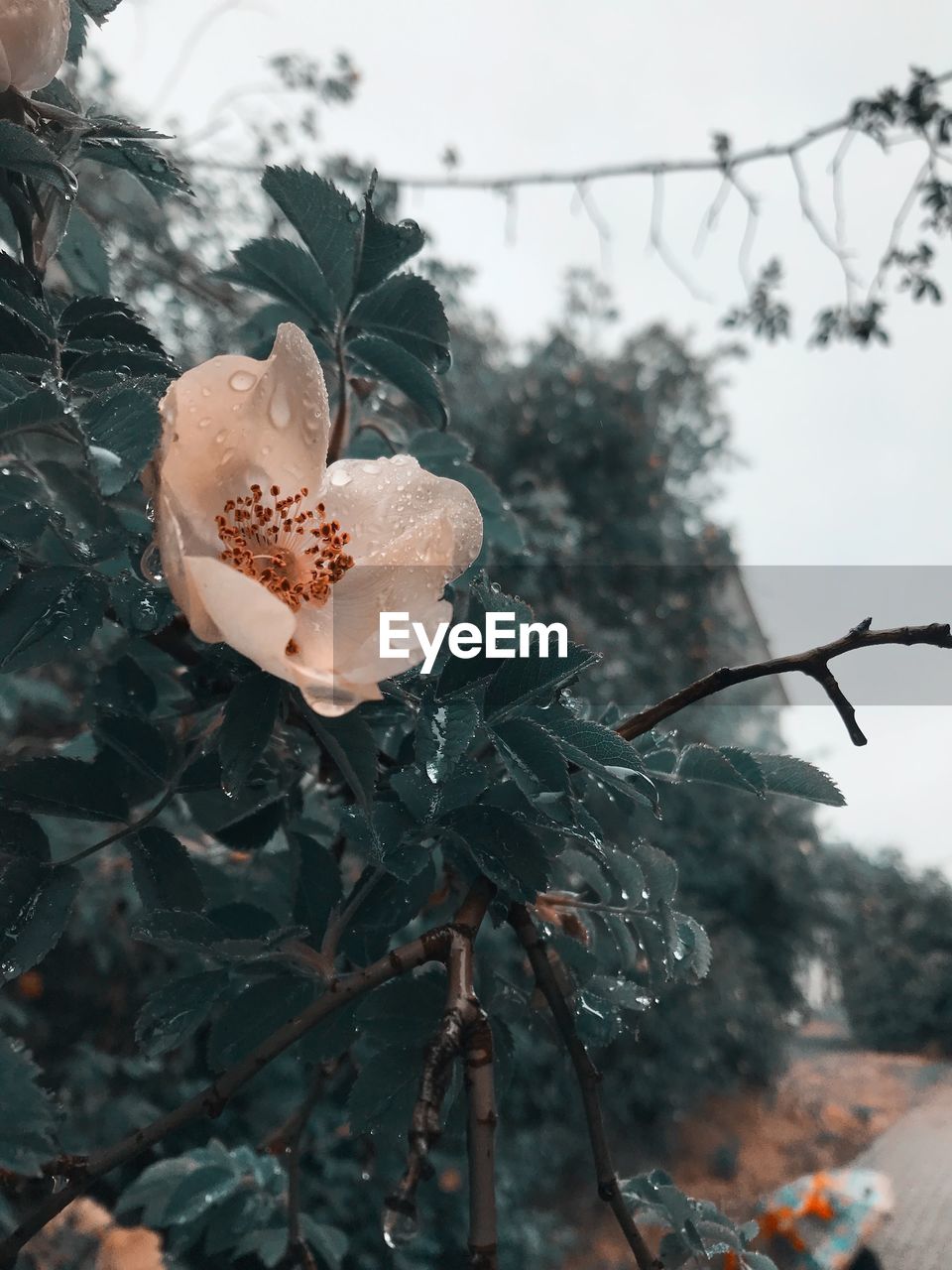 CLOSE-UP OF RAINDROPS ON TREE DURING WINTER