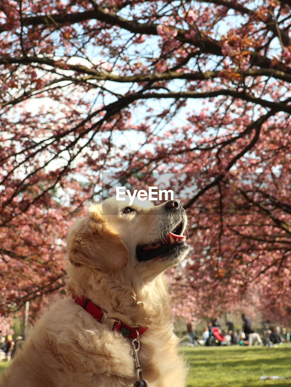 Close-up of a dog looking away