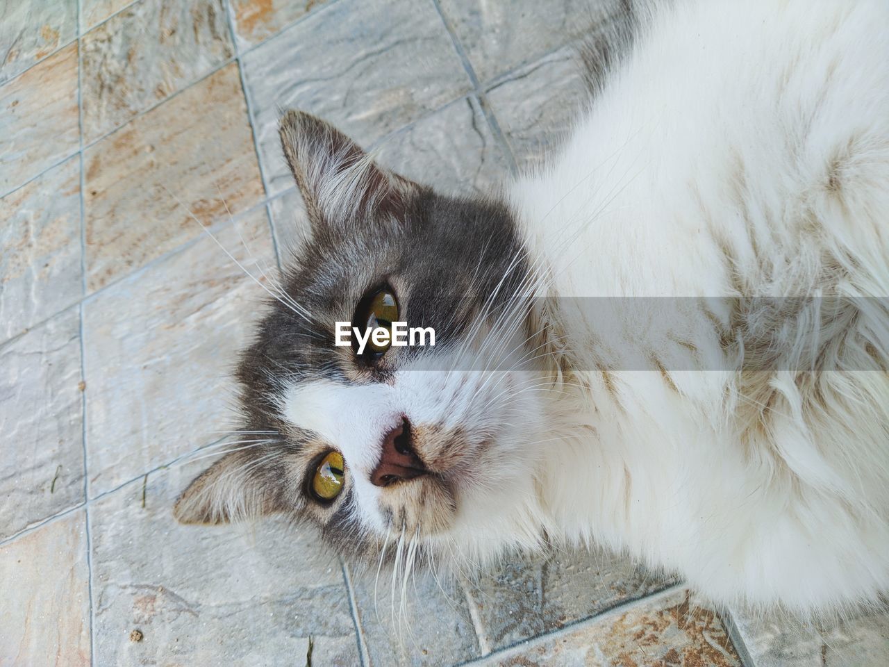 HIGH ANGLE VIEW OF CAT