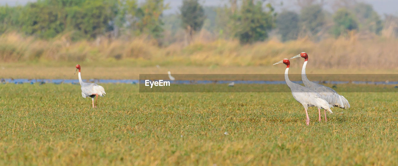 WHITE BIRDS ON THE FIELD