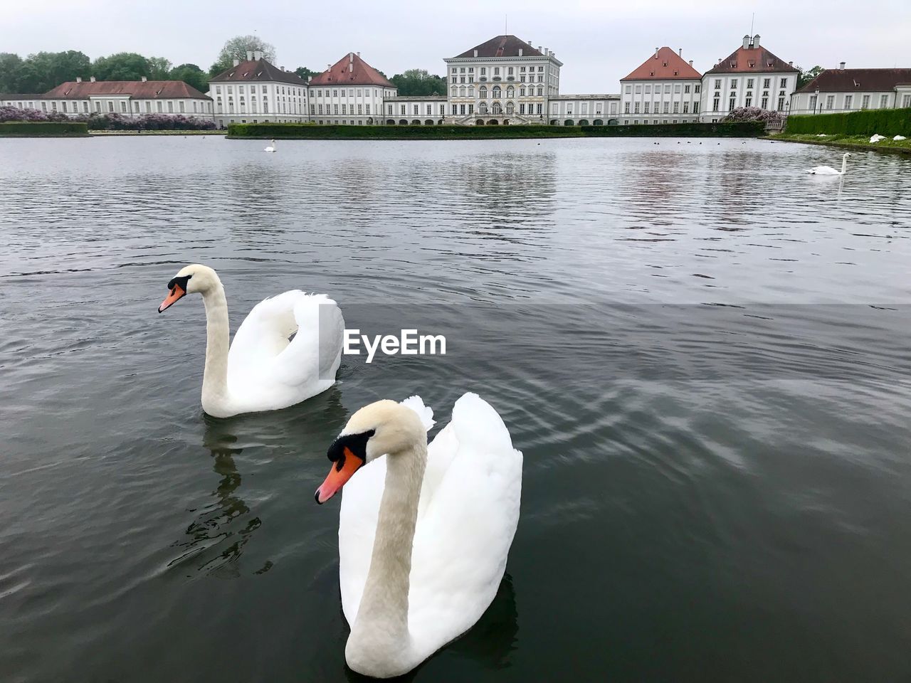 SWANS ON A LAKE