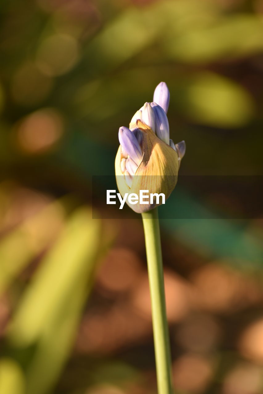 CLOSE-UP OF FLOWER BLOOMING OUTDOORS