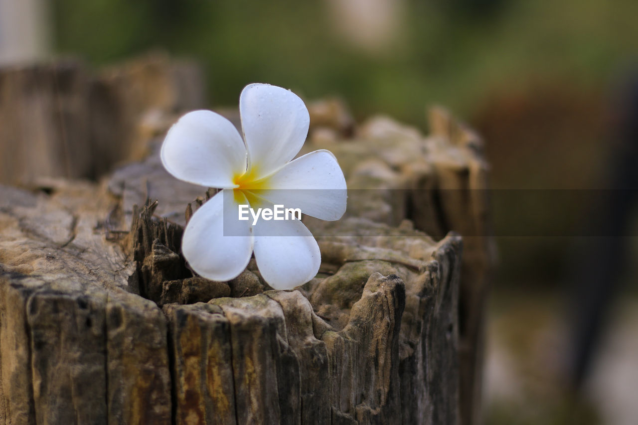 Close-up of white flowering plant