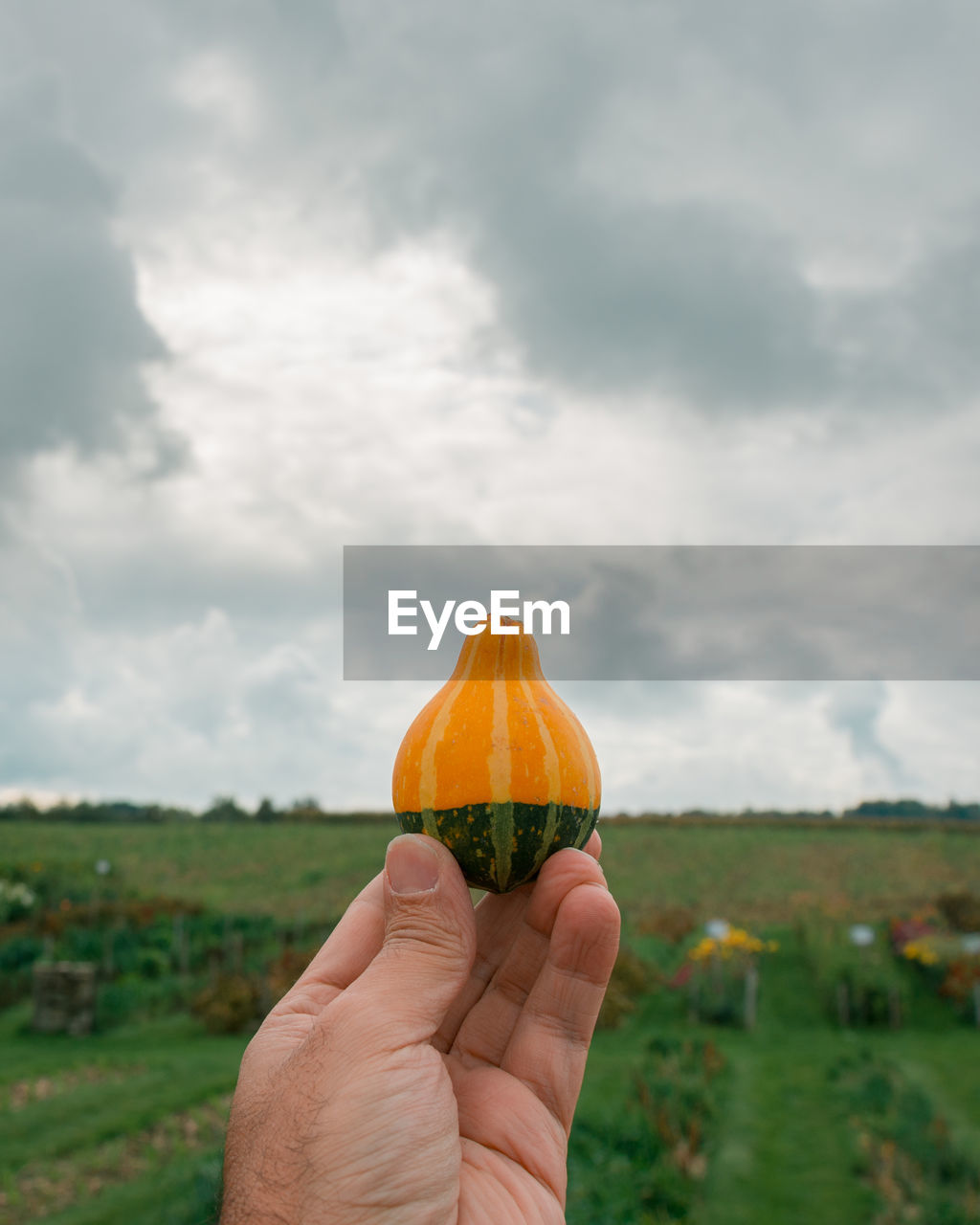Midsection of person holding little pumpkin on field against sky