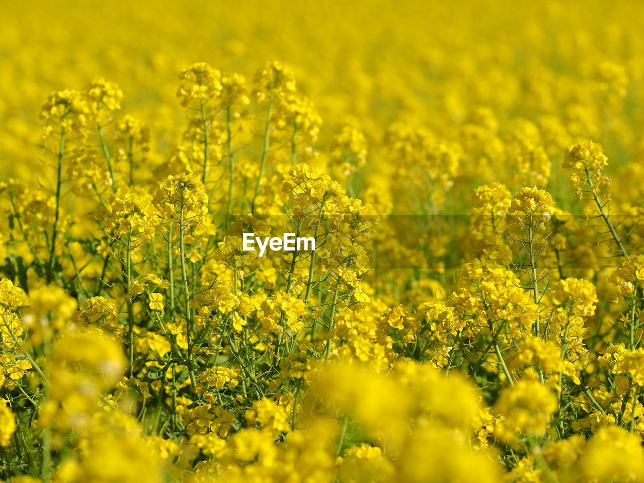 Yellow flowering plants on field