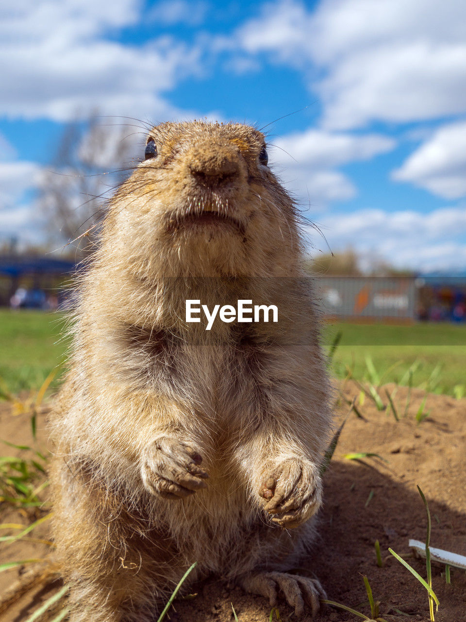 animal themes, animal, mammal, one animal, animal wildlife, wildlife, cloud, sky, nature, no people, rodent, day, prairie dog, focus on foreground, outdoors, animal body part, portrait, close-up