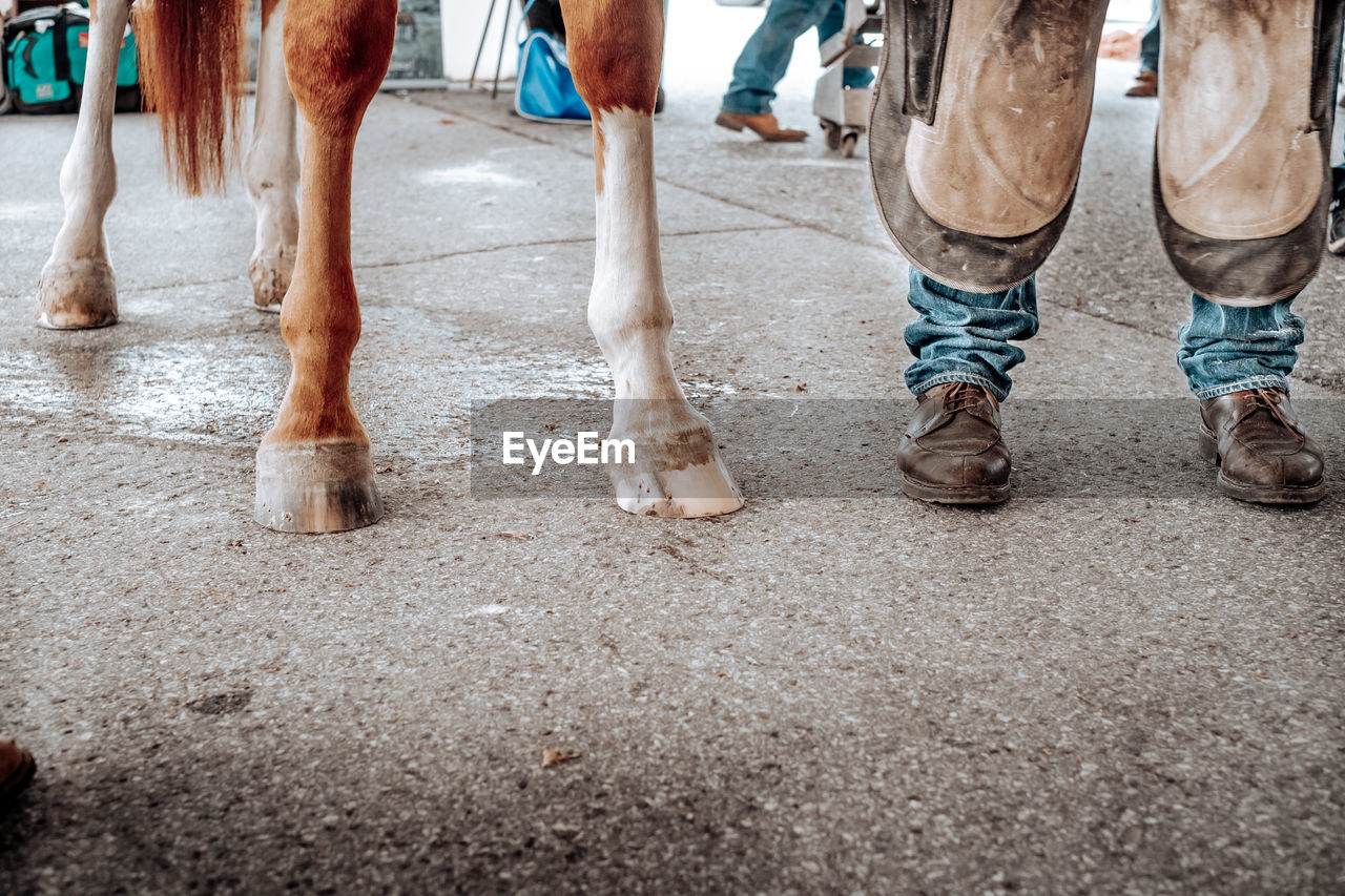 Farrier with a horse.lower human and horse legs