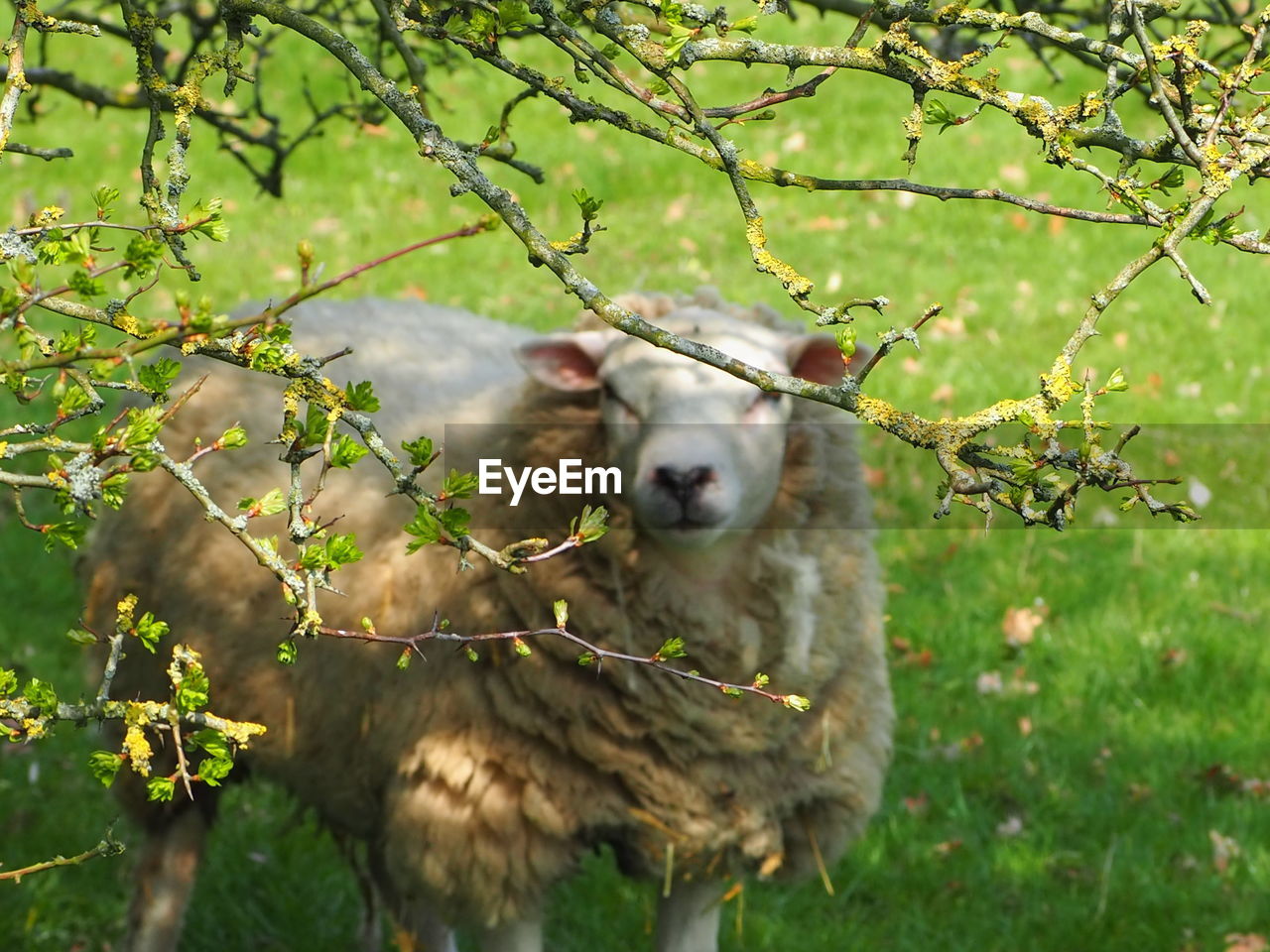 SHEEP IN A ANIMAL