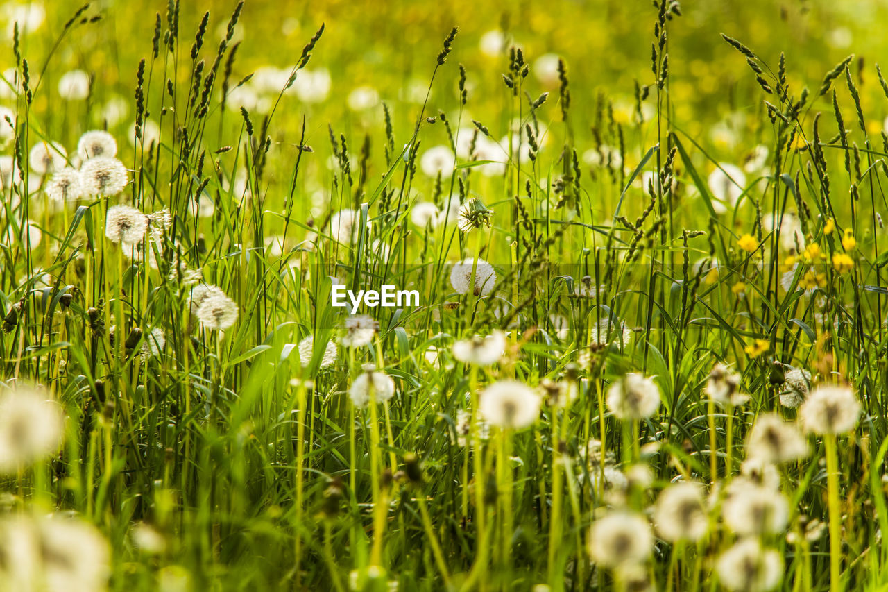 Close-up of white flowering plants on field