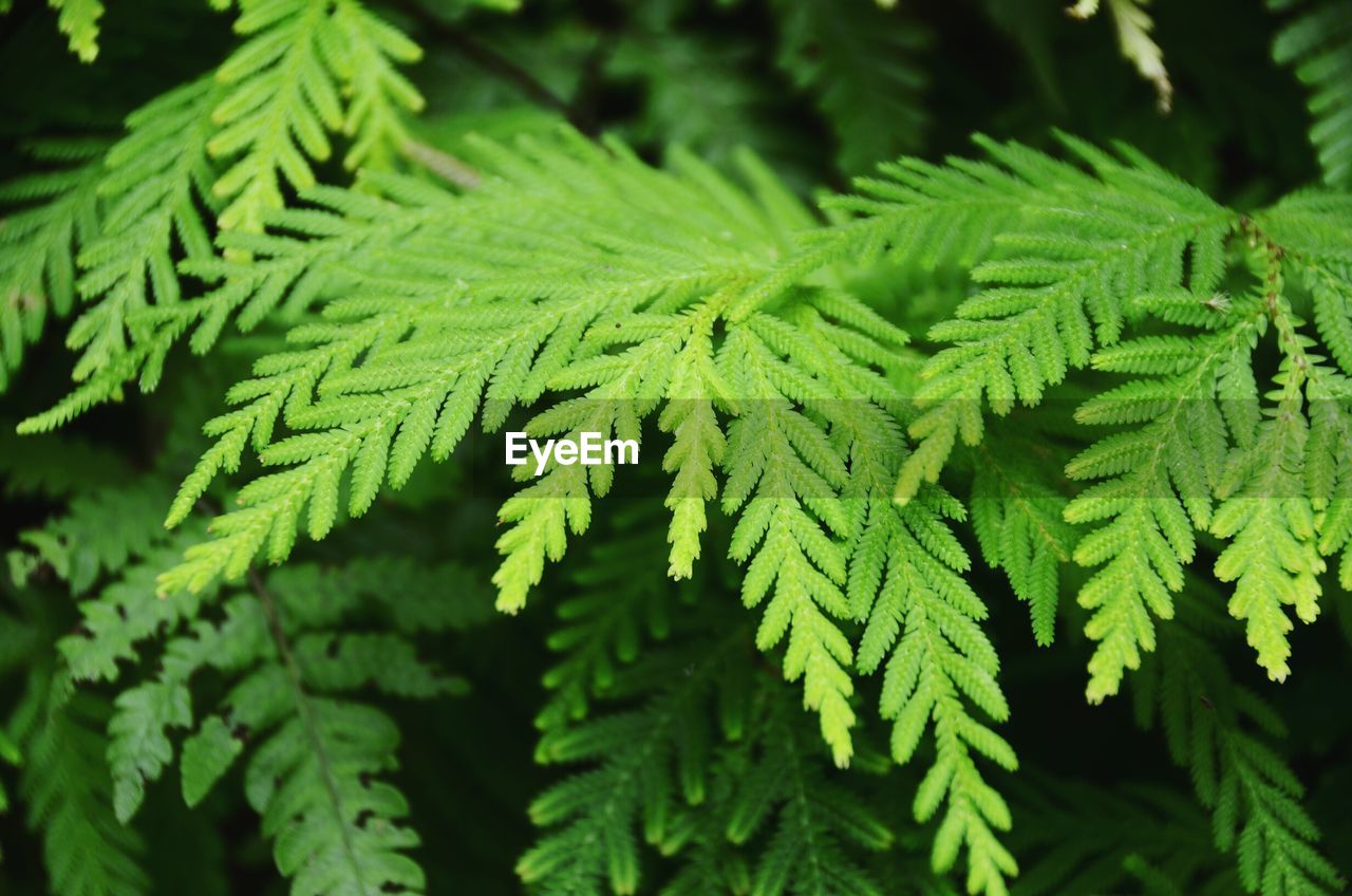 Full frame shot of green leaves