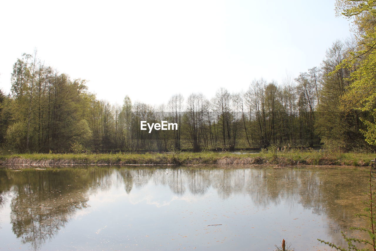 SCENIC VIEW OF LAKE IN FOREST AGAINST CLEAR SKY