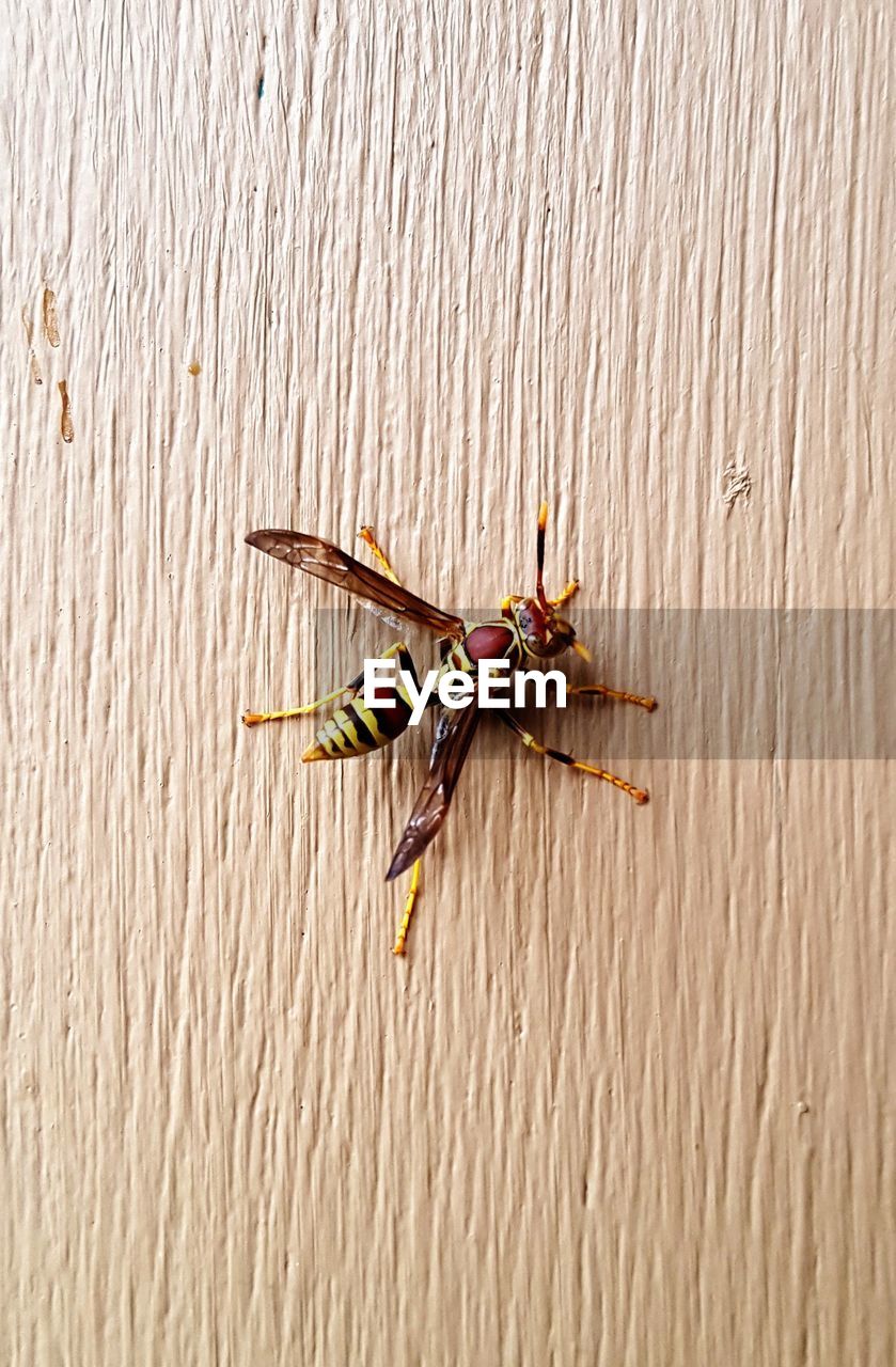 Close-up of wasp on wood