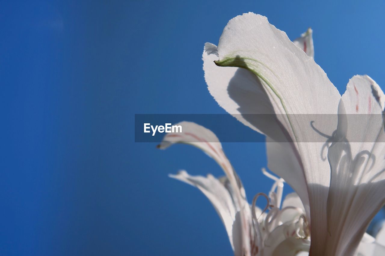 Low angle view of flowering plant against blue sky