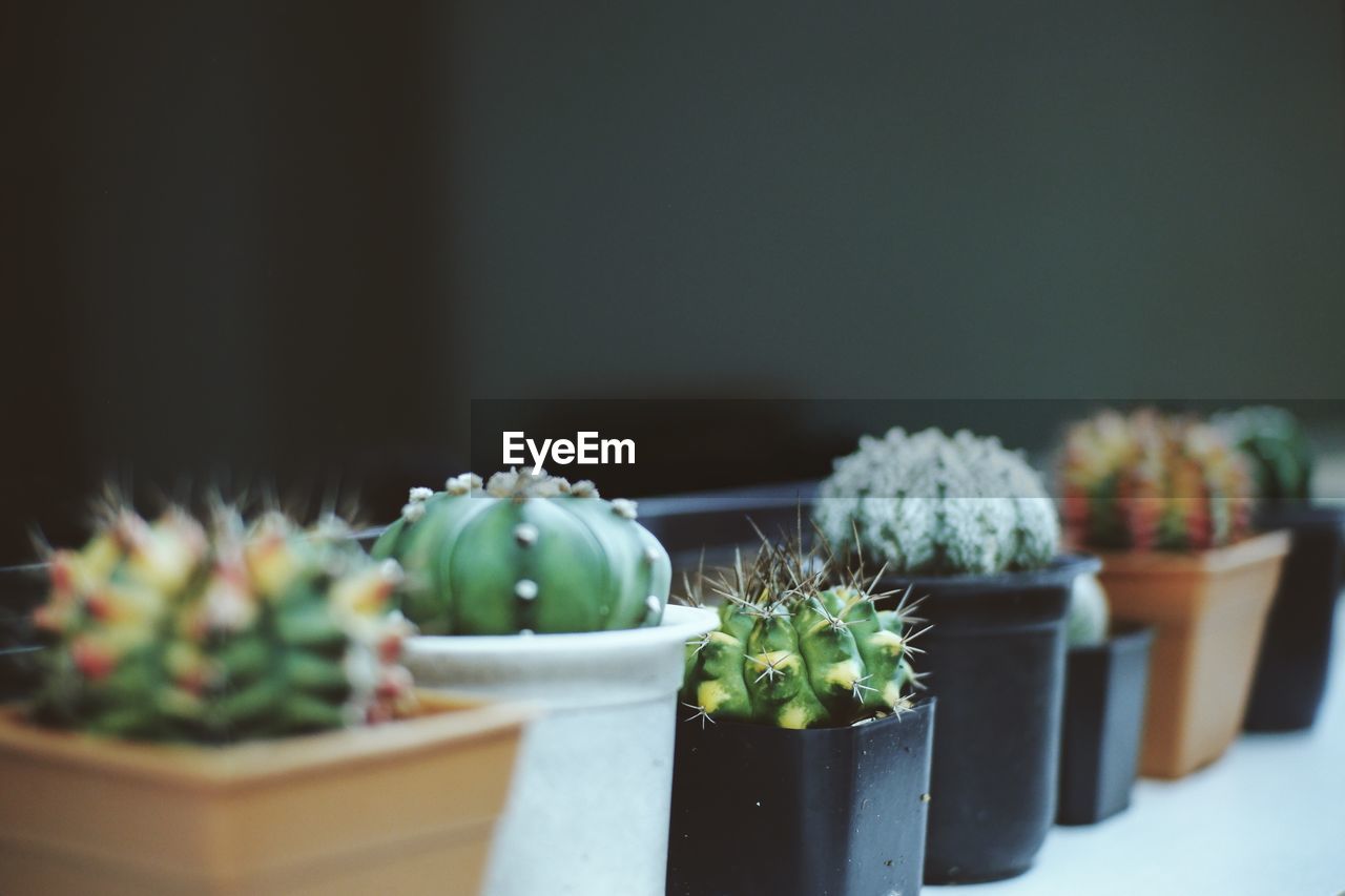 Close-up of succulent plant in pot