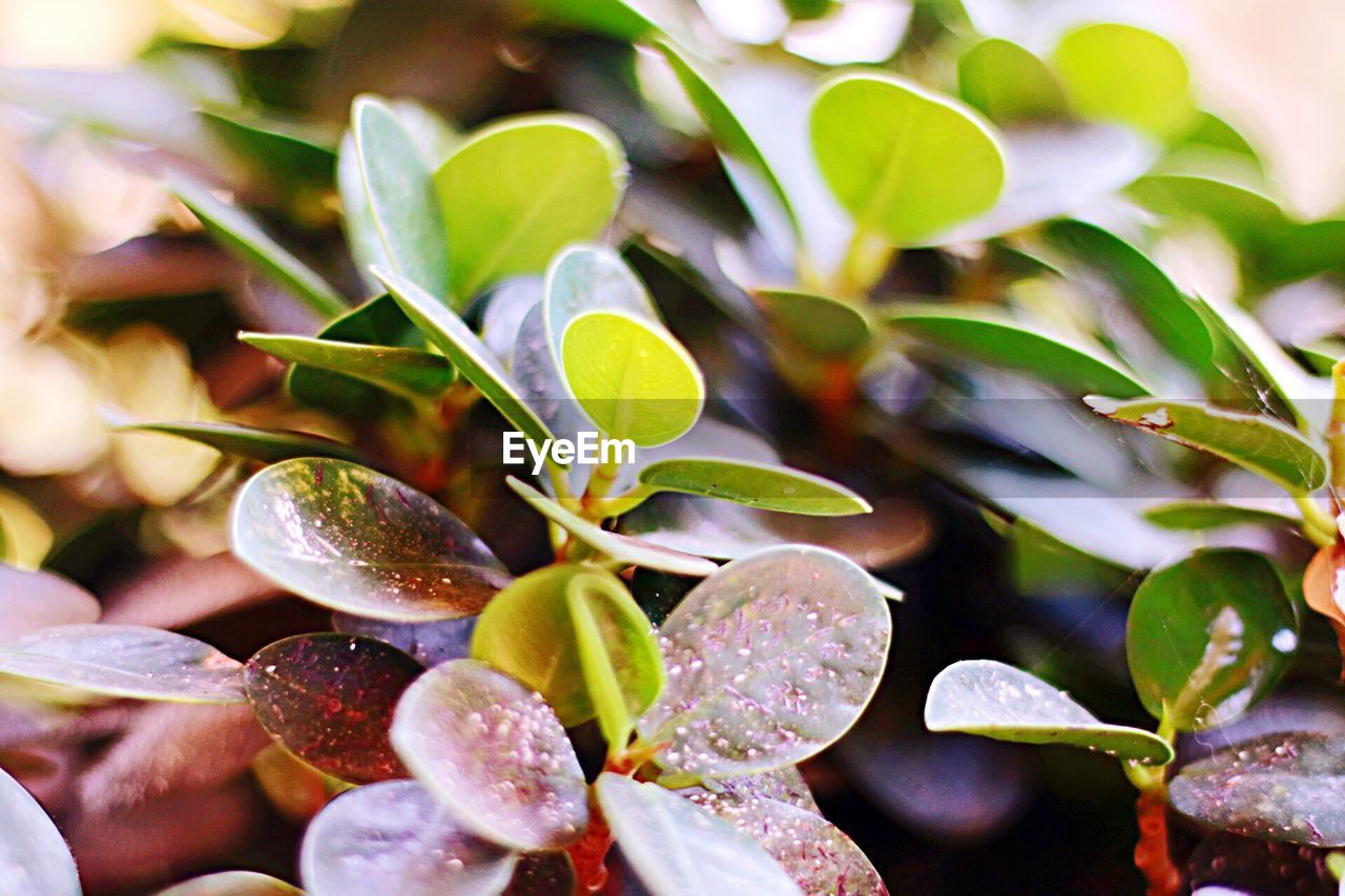 Close-up of water drops on plant